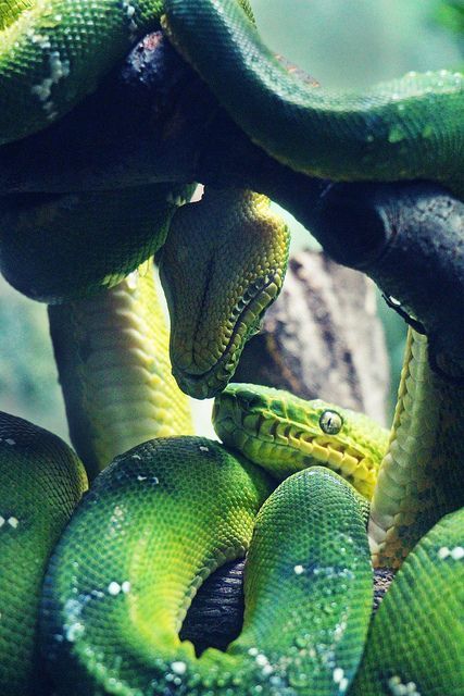 Snake tenderness - Boa, Snake, Terrariumistics