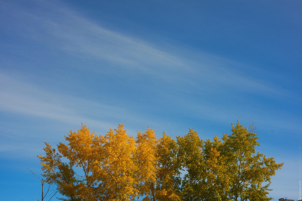 Trees - My, Arkhangelsk, Tree, Autumn, Photo, Weather, Russia