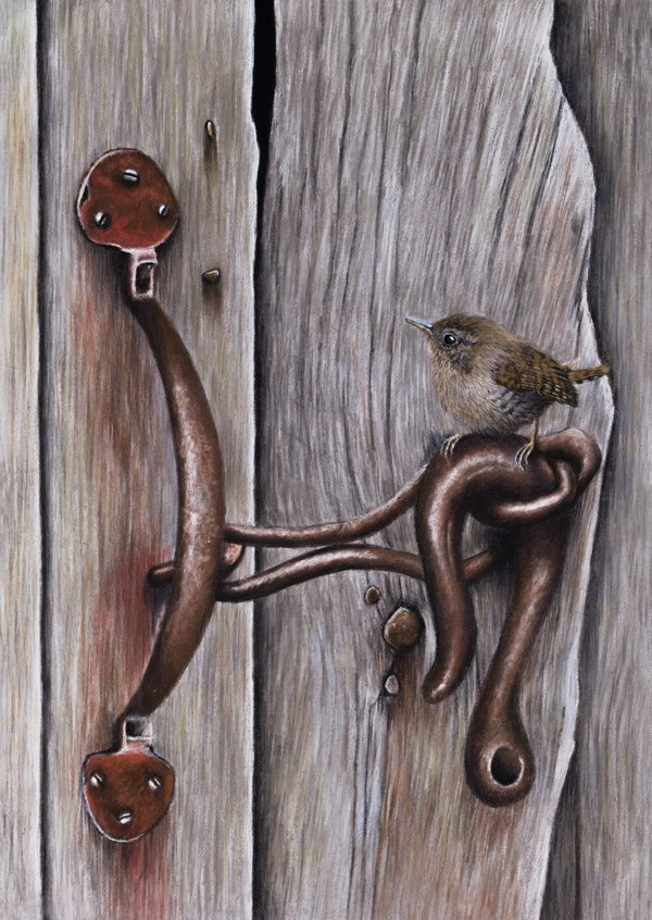 Wren - My, Wren, Birds, Pastel, Drawing, Graphics, Video