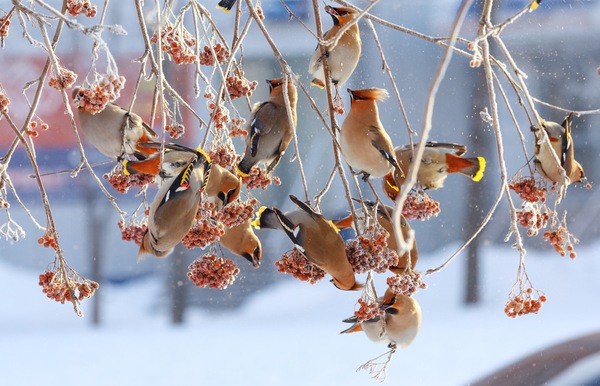 Frosty morning. - Birds, Cold, freezing, Winter