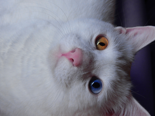 ������� ���