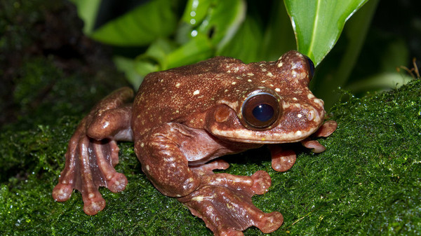 World's last Rubbs frog dies in captivity in US - Events, Peace, Animals, Amphibians, South America, Environment, , Russia today