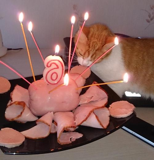 cat timeline - My, cat, Link, Birthday, Age, Holidays, Sausage, Calculator