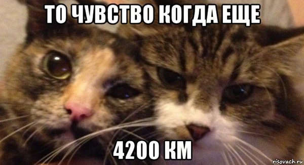 Bratsk-Moscow and Two Cats! - My, Road, Travels, cat, Vaz-2108, Adventures, DPS, Moscow, Kindness
