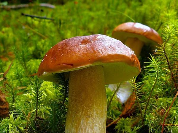 Рассказы. Родина Волшебников.