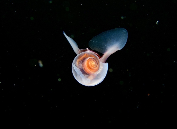 Scientists discover flying snails - Invertebrates, Snail, Sea, Wings, Video, Longpost