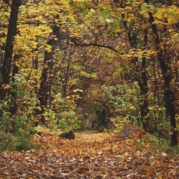 Autumn in the grove - Longpost, Nature, My, Mood, The photo, Autumn, Kazakhstan, My