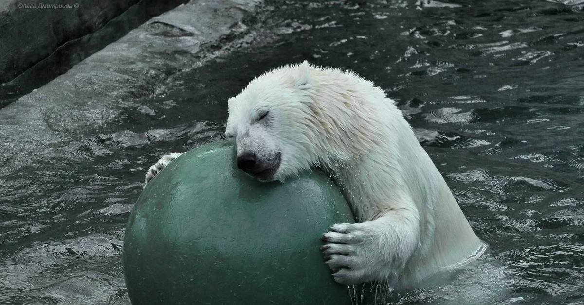 Белый медведь шар. Зелёный белый медведь. Позеленевший белый медведь. Белый медведь зеленого цвета. Белый медведь в водорослях.