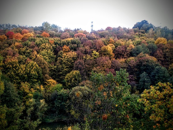 Немного осени в ленту - Моё, Осень, Дерево, Пейзаж