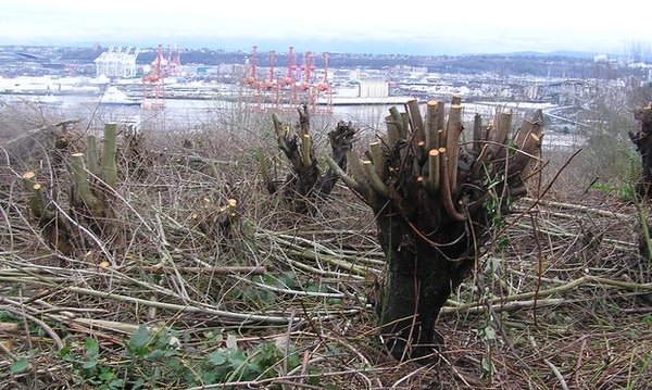 Американцев могут посадить за рубку леса, портящего вид из окна