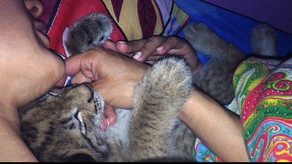 Lynx kitten often wakes up in the middle of the night to move to bed)) - My, Lynx, Hannah, Cosiness, Milota, Video