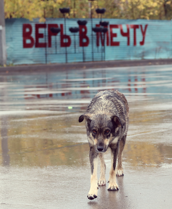 Perm is such a dull city that... - My, Permian, Yearning, Inscription, Dream, Dog, Rain, Provinces, Photo