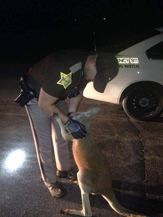 The Indiana Sheriff's Department initially thought it was a prank call. - Kangaroo, Police, Indiana