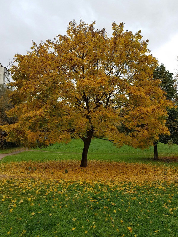 Autumn - My, Autumn, Tree, Foliage