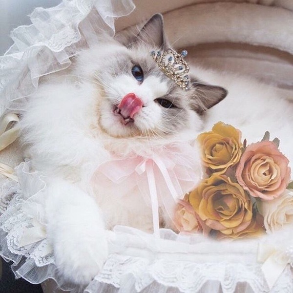 fluffy princess - cat, Gorgeous, Photo, Longpost