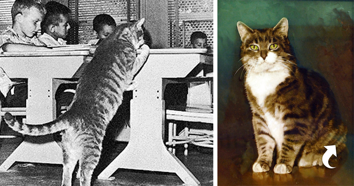 Волшебный котенок книга. Класс восемь кот. Дневник для школы. Мастер класс кот. Обл.