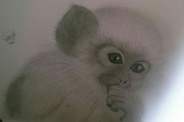 Monkey.Graphite pencils - Pencil drawing, My, Monkey, Animals