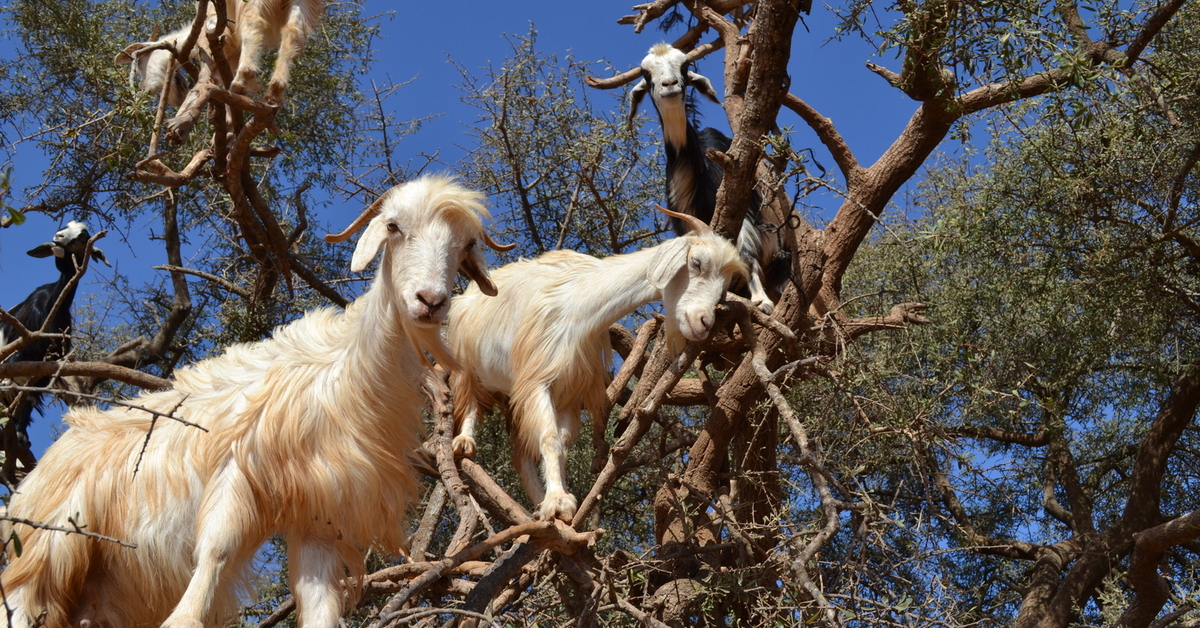 Где живут козлы. Козы в Марокко пасутся на деревьях. Козлы на деревьях в Марокко. Горные козлы Марокко. Древесные козы в Марокко.