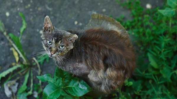 yard cat - My, cat, Courtyard, Photographer, Soviet optics, Summer