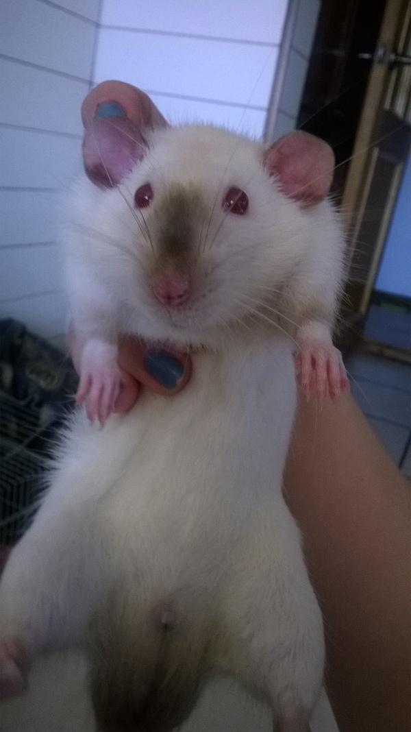 Тоже покажу своего питомца)) зовут этого мачо Пшел)