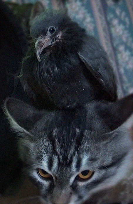 Dominate... - My, Pigeon, cat, Animals, Dominate Conquer Humiliate