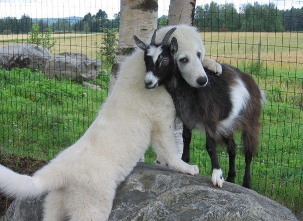 Love is evil, and the goats take advantage of it. - Dog, Goat, Love