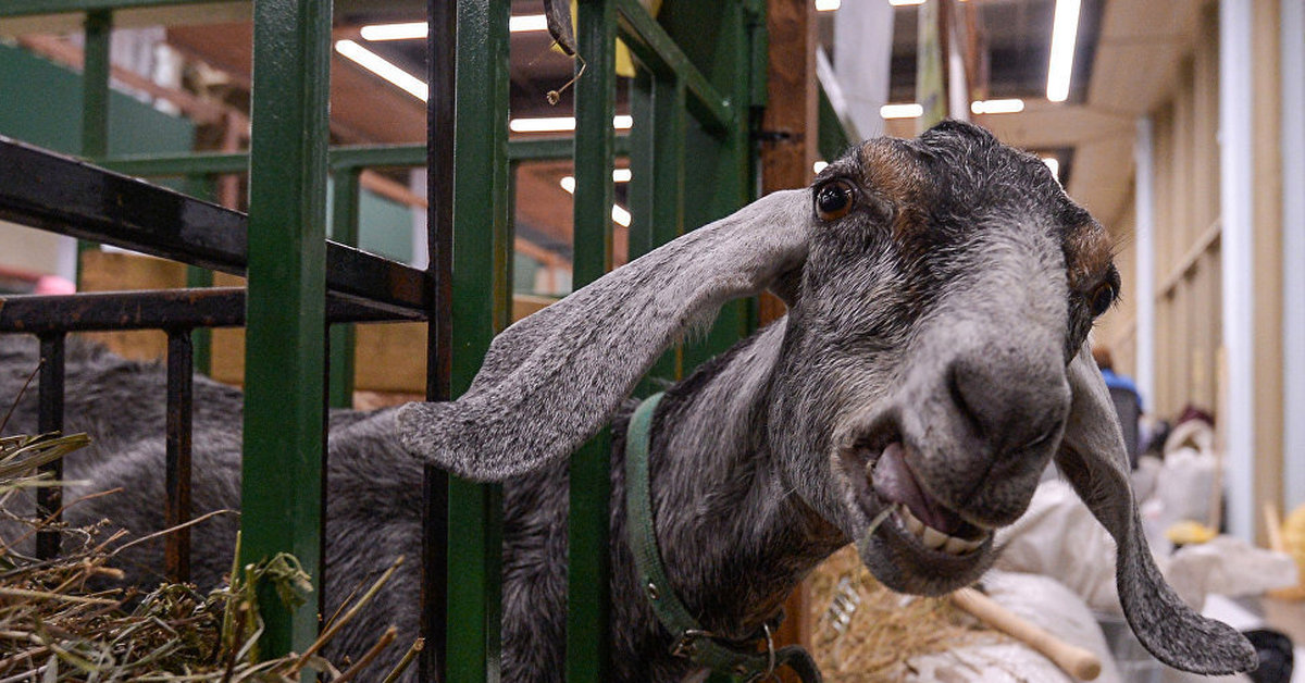 Вднх животные. Зубастая коза. Goat Moscow.