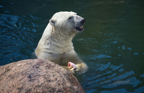 The old polar bear Menshikov died in the Leningrad Zoo - Bear, Leningrad Zoo, Death, The Bears