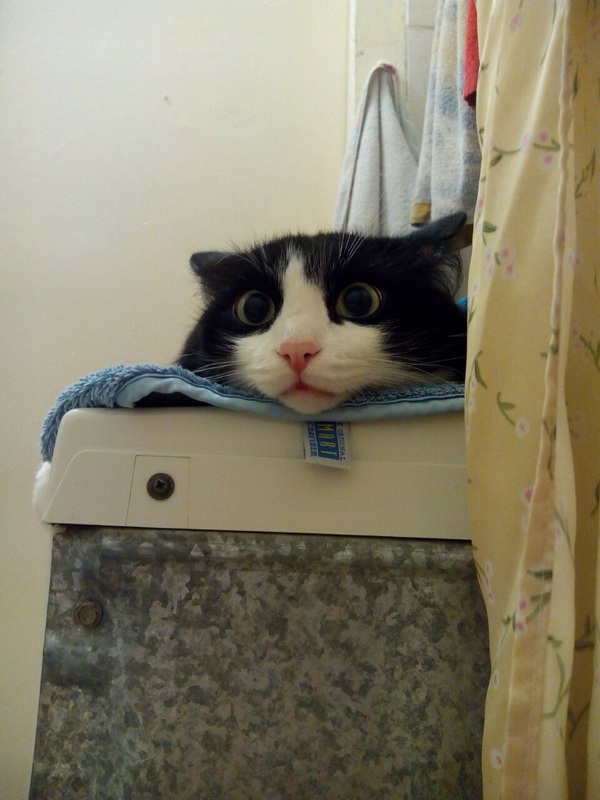 cat head - My, cat, , Bath