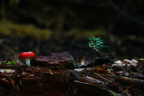 Mushrooms Guzeripl - My, Mushrooms, Republic of Adygea, Guzeripl, Photo