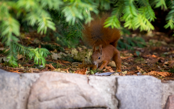 Squirrel - My, Squirrel, Autumn, My