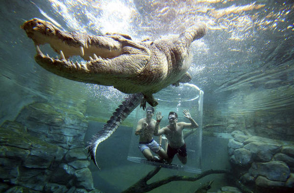 In Australia, they came up with an attraction with a dive to the man-eating crocodile - Wild animals, Amusement park, Attraction, Entertainment, wildlife, Country, Australia