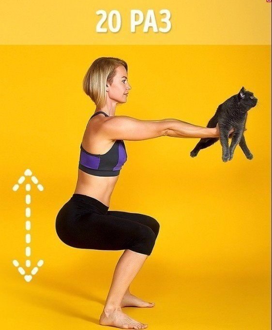 Workout strong and independent! - cat, Fitness, Exercise at home, Longpost