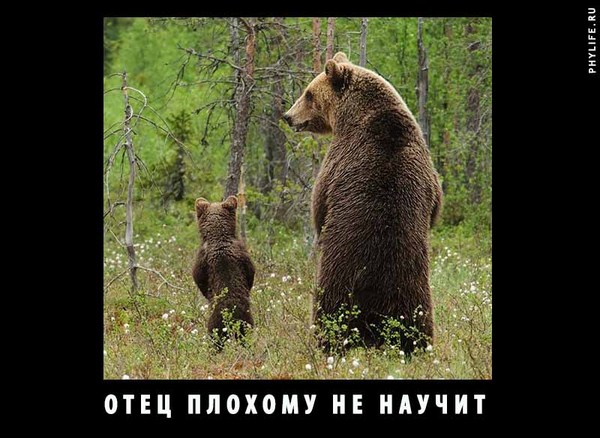 From the life of bears - My, Joke, Humor, Demotivator, The Bears, Bears in the forest