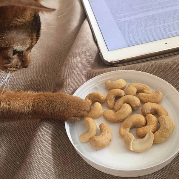 When your cat takes your cashews - cat, My, Specific tastes, Longpost, Impudence, 