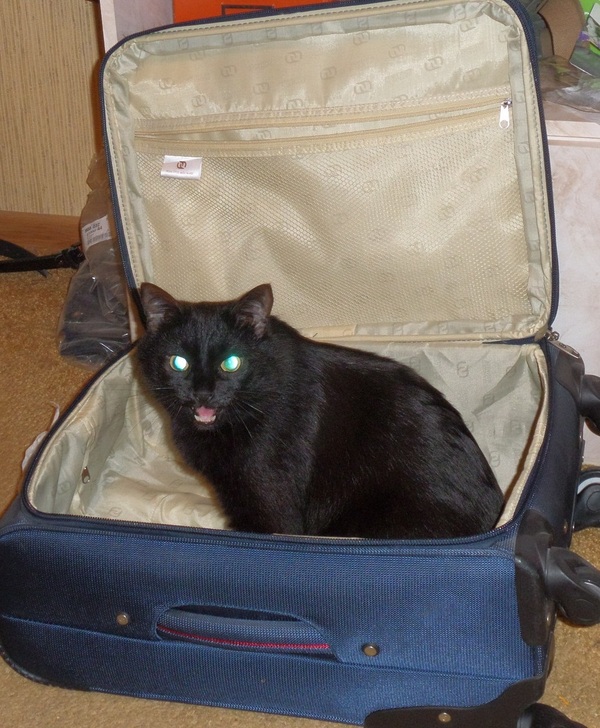 cat and suitcase - My, , The Evil Cat, The photo, Humor, cat