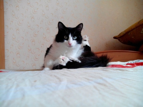 Morning Kuzya - My, cat, 