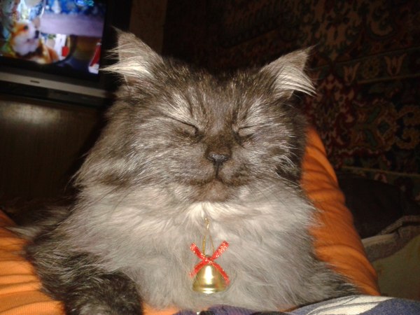 He got Zen - Zen, cat, Appeasement, Harmony, Photo
