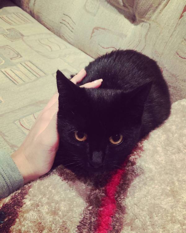 The black ember is looking for a home! - My, , cat, Homeless, Animals, , Help