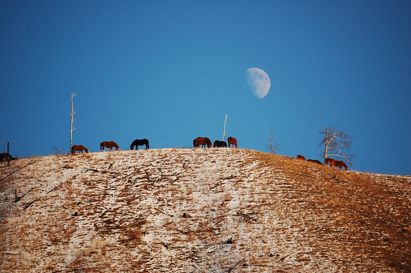 Altai - Photo, moon, The mountains, Horses