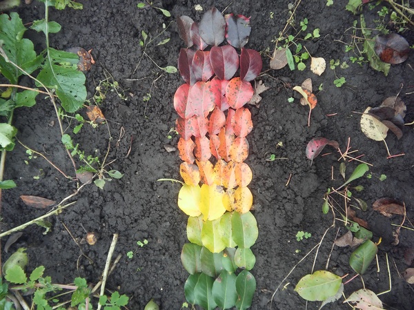 Осенние краски...