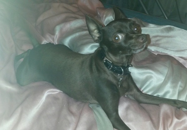 When they put me on the bed - Dog, Cake, Kotopes, Emotions, The, Toy Terrier, Little, Puppies