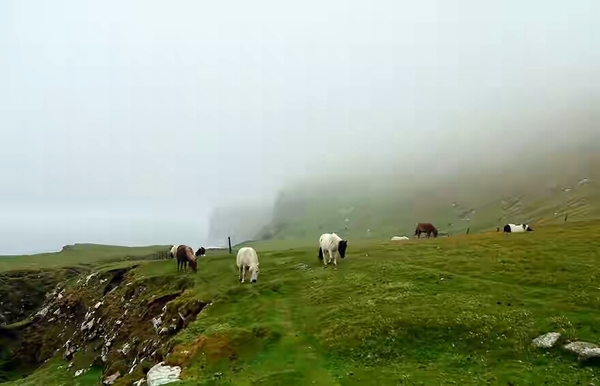 An island with more ponies than people - Animals, Travels, Scotland, Longpost