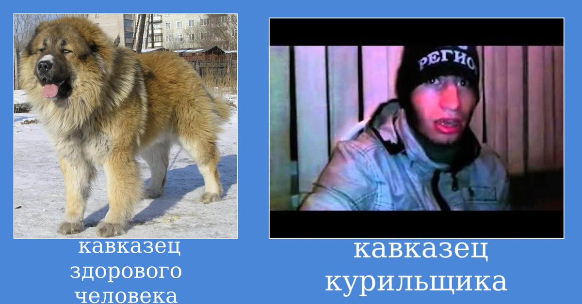 Отношения С Кавказцем Отзывы