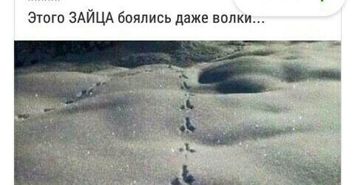 заяц которого боятся даже волки. заяц которого боятся даже волки. этого зайца боялись даже волки. этого зайца боялись даже. этого зайца боялись даже.