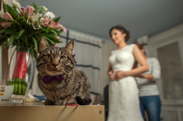 Bride - cat, Bow, Bride, From the network