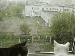 , !  .
