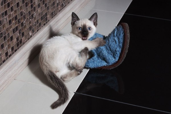 Thai Fright) - My, cat, The fright, Siamese cat, Taika, Childhood, Animals, Pet, My, Pets