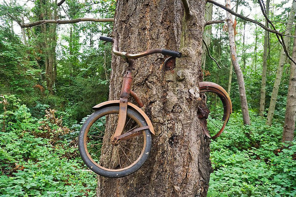 What really happened to this bike? - Tree, A bike, Lost things, Amazing, Mystery
