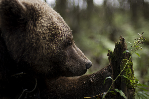 Bear Mansur from Orlovka - My, Mansur Bear, The Bears, Orlovka, Animals, My, Longpost